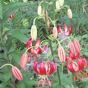 Red Man - inflorescence